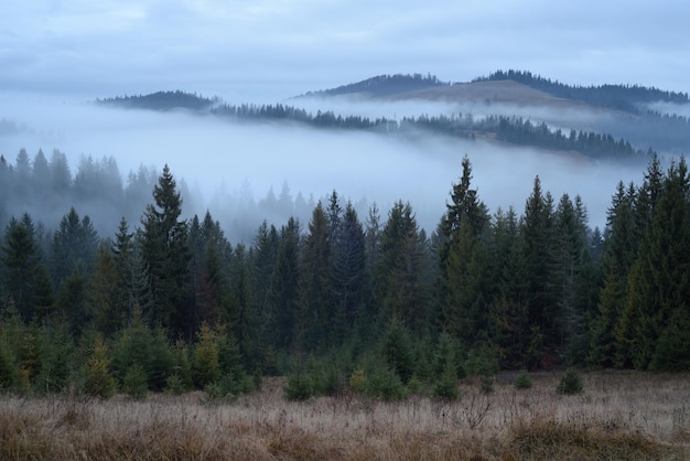 Paesaggio autunnale con nebbia e foresta di abeti nelle montagne