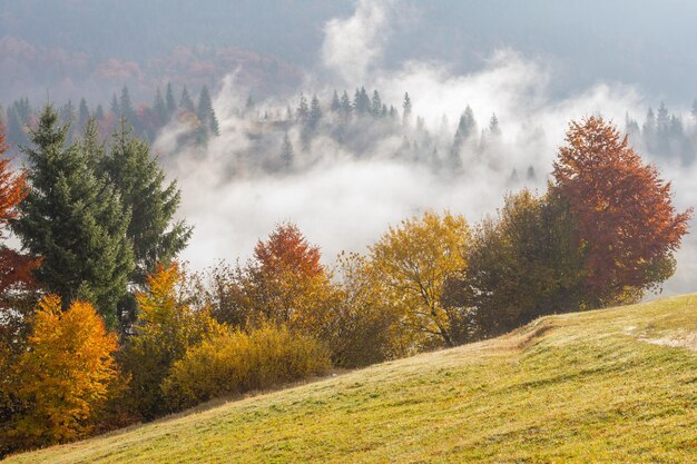 Paesaggio autunnale con nebbia in montagna Foresta di abeti sulle colline Carpazi Ucraina Europa