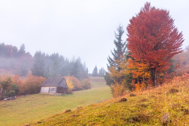 Paesaggio autunnale con nebbia in montagna Foresta di abeti sulle colline Carpazi Ucraina Europa