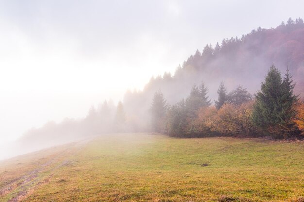 Paesaggio autunnale con nebbia in montagna Foresta di abeti sulle colline Carpazi Ucraina Europa