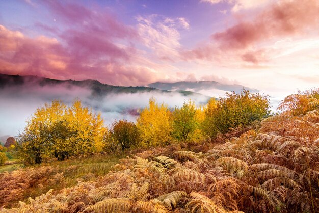 Paesaggio autunnale con nebbia in montagna Foresta di abeti sulle colline Carpazi Ucraina Europa