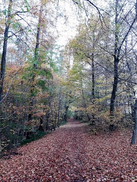 Paesaggio autunnale con percorso nella foresta