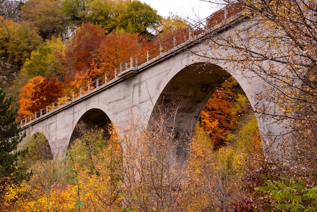 Paesaggio autunnale con ponte tra alberi e piante colorati