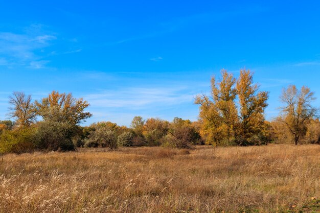 Paesaggio autunnale con prato secco e alberi autunnali colorati