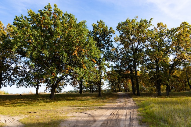 Paesaggio autunnale con querceto a settembre