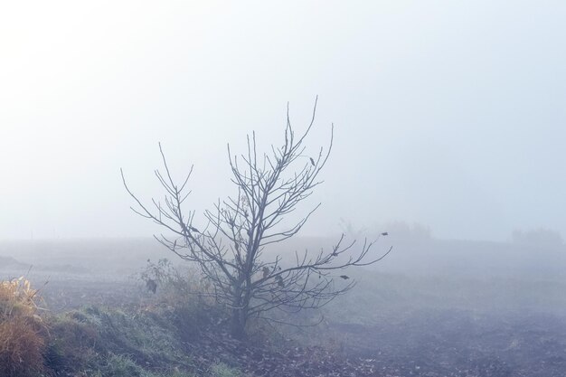 Paesaggio autunnale con un albero solitario in un campo durante la nebbia pesante Nebbia in giardino in autunno