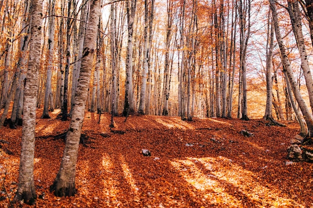 Paesaggio autunnale con un boschetto di betulle