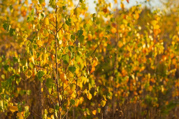 paesaggio autunnale con una strada rurale e alberi gialli, giornata nuvolosa