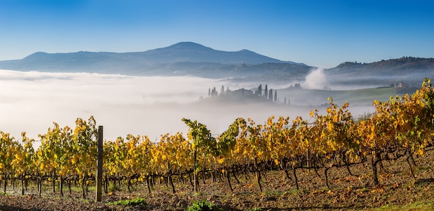 Paesaggio autunnale con vigneti luminosi e nebbia