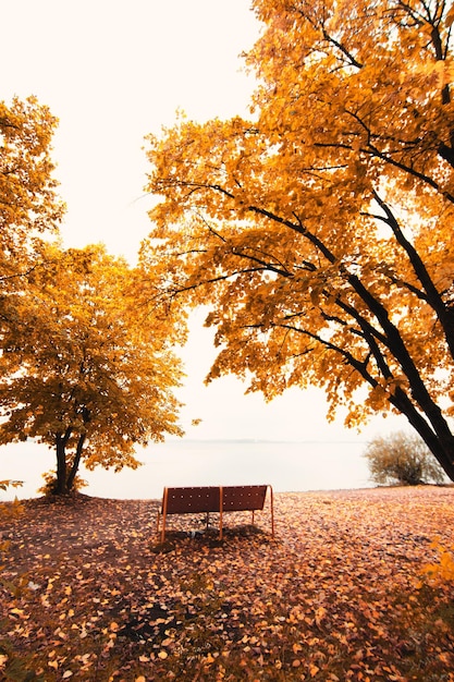 Paesaggio autunnale del parco