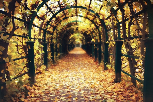 paesaggio autunnale del Peterhof / parco autunnale a Pietroburgo, stagione autunnale nel parco giallo