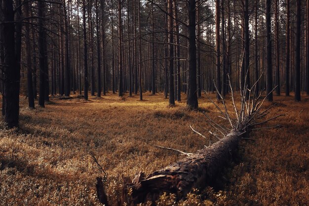 paesaggio autunnale della foresta della taiga, vista della natura caduta in montagna