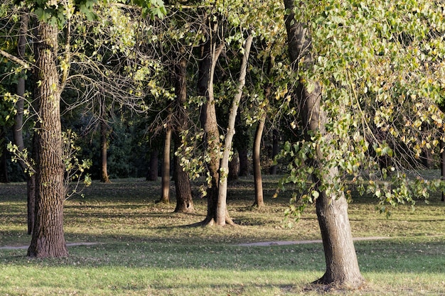 paesaggio autunnale della foresta