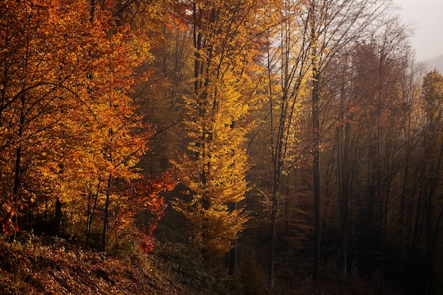 Paesaggio autunnale della foresta