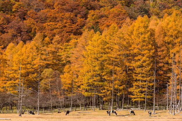 Paesaggio autunnale della foresta