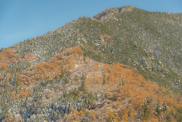 Paesaggio autunnale della foresta