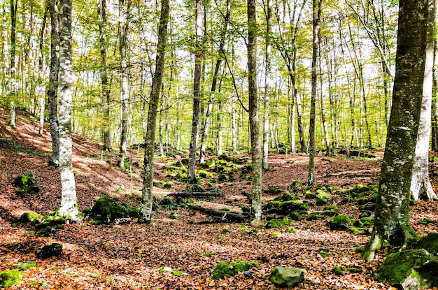 Paesaggio autunnale della Riserva Naturale Fageda d'en Jorda (Foresta di faggi del Jord) a La Garrotxa Girona.