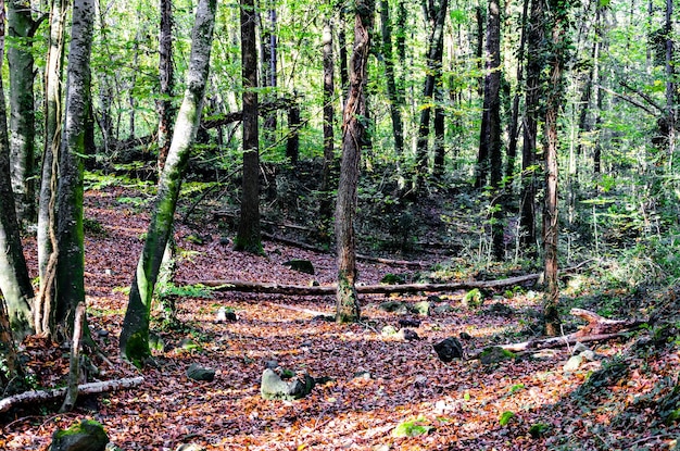 Paesaggio autunnale della Riserva Naturale Fageda d'en Jorda (Foresta di faggi del Jordà) a La Garrotxa, Girona