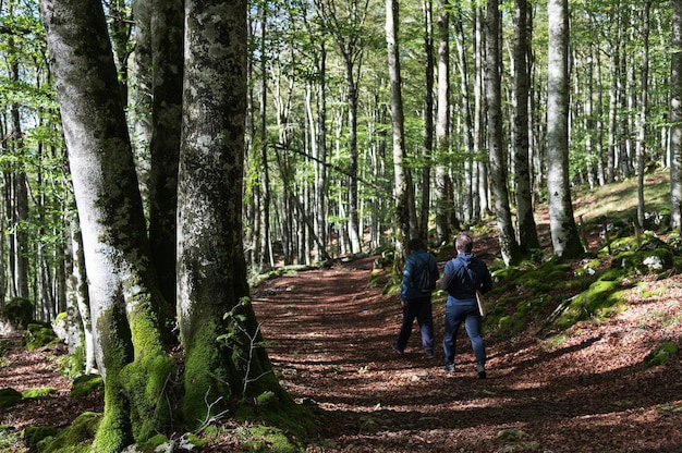 Paesaggio autunnale di due escursionisti che camminano nell'Hayedo Encantado Sierra de Urbasa Navarra Spagna