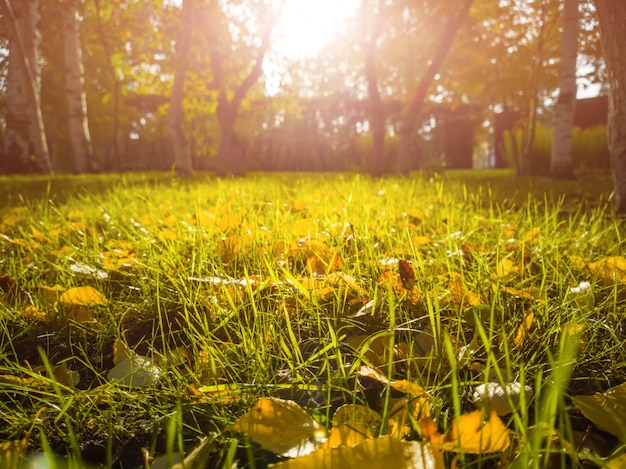 Paesaggio autunnale: erba verde con foglie gialle autunnali.