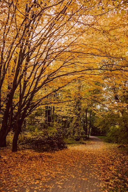 paesaggio autunnale foglie dorate nel parco parco autunnale