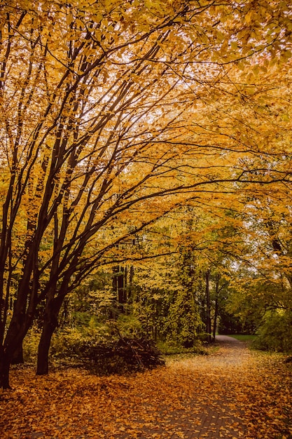 paesaggio autunnale foglie dorate nel parco parco autunnale