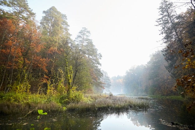 Paesaggio autunnale. Foresta e fiume nebbiosi. Natura di mattina in una nebbia