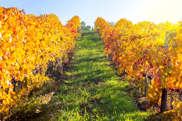 Paesaggio autunnale Golden filari di vigneto nella regione vinicola Toscana Italia Europa