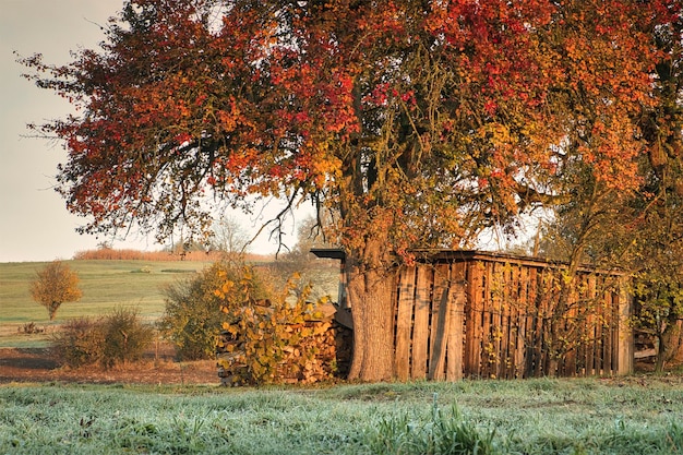 paesaggio autunnale in autunno