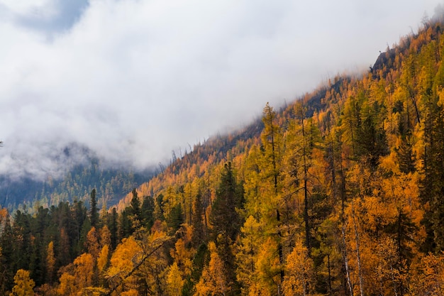 Paesaggio autunnale in montagna con larici dorati Canada