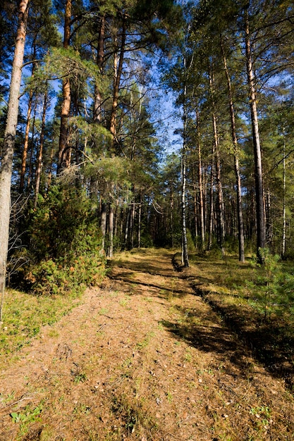 paesaggio autunnale in un bosco misto