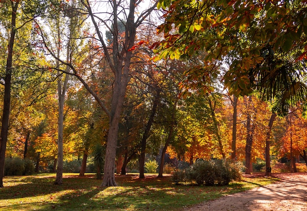 Paesaggio autunnale in un parco con alberi con foglie d'oro.