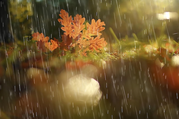 paesaggio autunnale in una giornata piovosa in un parco cittadino / alberi gialli sotto la pioggia