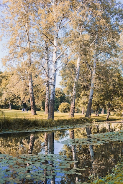 Paesaggio autunnale. La foresta si riflette nello stagno