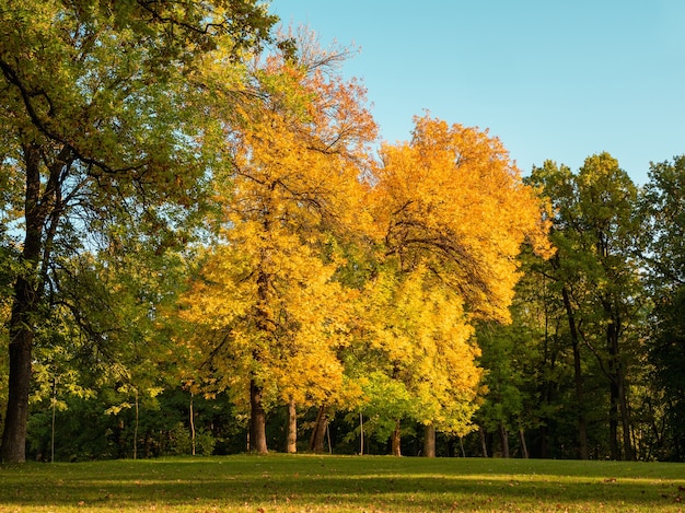 Paesaggio autunnale luminoso e soleggiato con grandi alberi gialli su un prato verde.