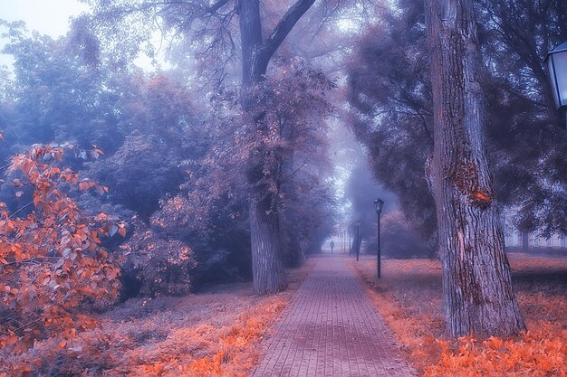 paesaggio autunnale mattina nella nebbia / vicolo nel parco cittadino, paesaggio nebbioso in città, alberi in città