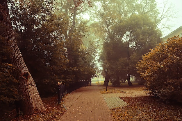 paesaggio autunnale mattina nella nebbia / vicolo nel parco cittadino, paesaggio nebbioso in città, alberi in città