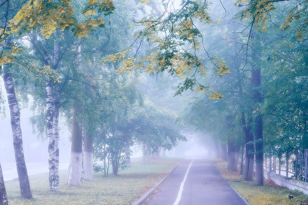 paesaggio autunnale mattina nella nebbia / vicolo nel parco cittadino, paesaggio nebbioso in città, alberi in città