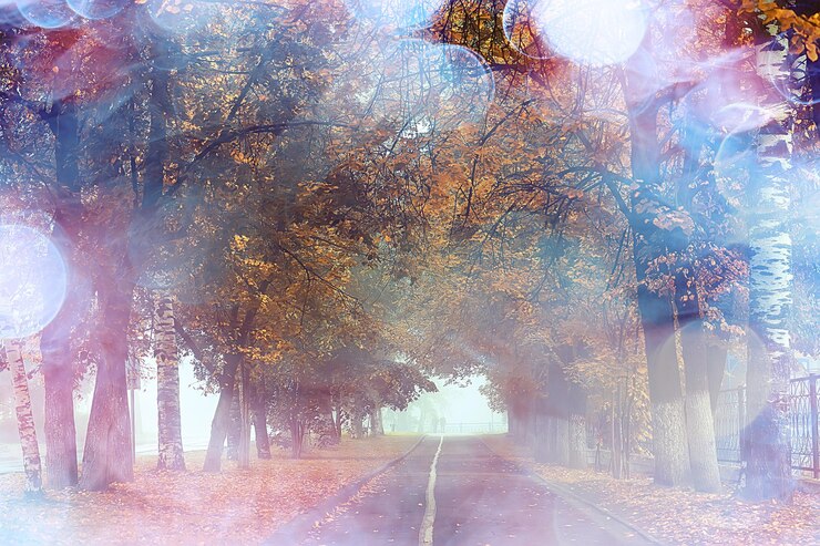 Foto paesaggio autunnale mattina nella nebbia / vicolo nel parco cittadino, paesaggio nebbioso in città, alberi in città