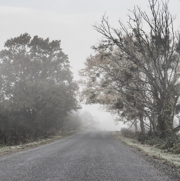 Paesaggio autunnale nebbioso rurale con strada auto e alberi. Umore stagionale di silenzio autunnale.