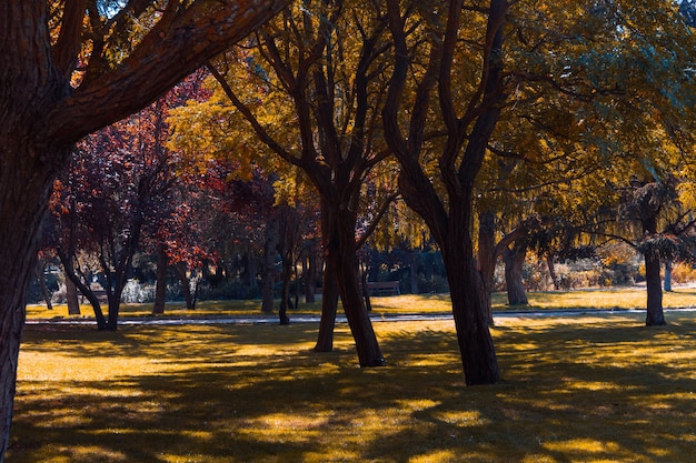 Paesaggio autunnale nel parco. Copia spazio. Messa a fuoco selettiva.