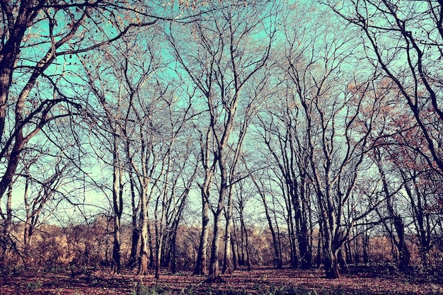 paesaggio autunnale nel parco / paesaggio giallo stagionale parco soleggiato con foglie cadute