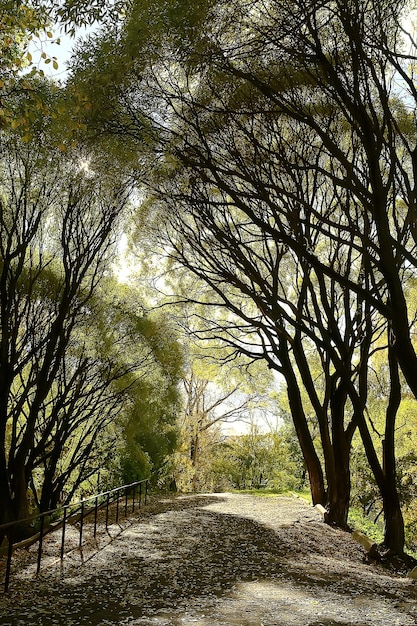 paesaggio autunnale nel parco / paesaggio giallo stagionale parco soleggiato con foglie cadute