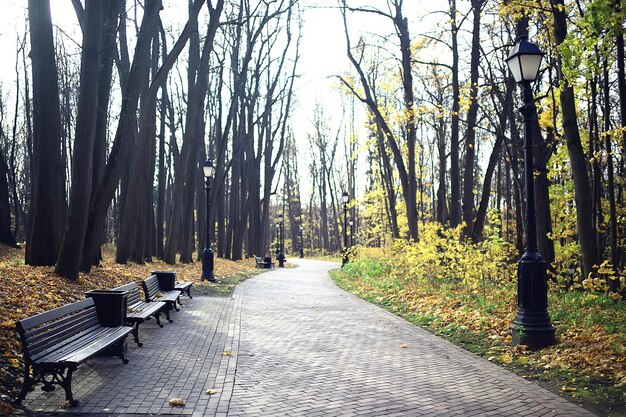 paesaggio autunnale nel parco, vista sullo sfondo del vicolo degli alberi gialli