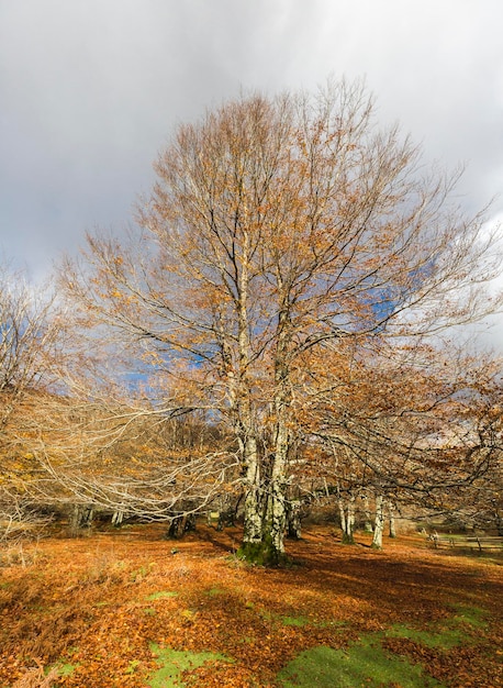 Paesaggio autunnale nella catena montuosa di Urbasa Navarra Spagna