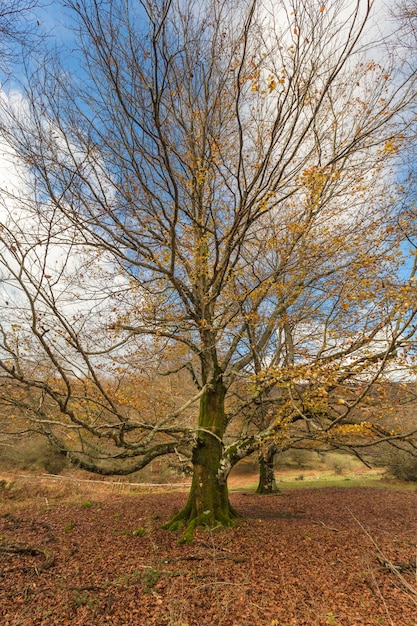 Paesaggio autunnale nella catena montuosa di Urbasa Navarra Spagna