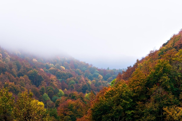 Paesaggio autunnale nella foresta di La Fageda de Grevolosa, Barcellona, in Catalogna.