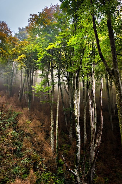 Paesaggio autunnale nella foresta di La Fageda de Grevolosa, La Garrotxa.