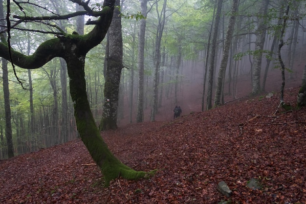 Paesaggio autunnale nella giungla di Irati con due escursionisti che camminano tra i faggi Navarra Spagna