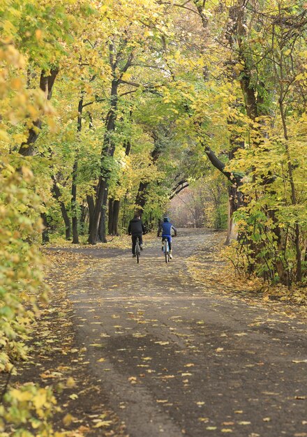 paesaggio autunnale, strada nel boschetto